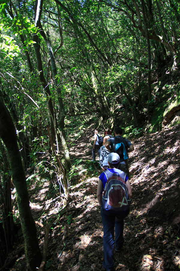 Bosque laurisilva Tenerife