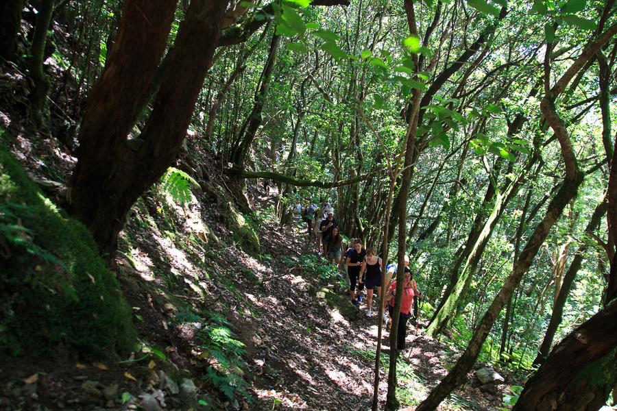 Bosque laurisilva Anaga