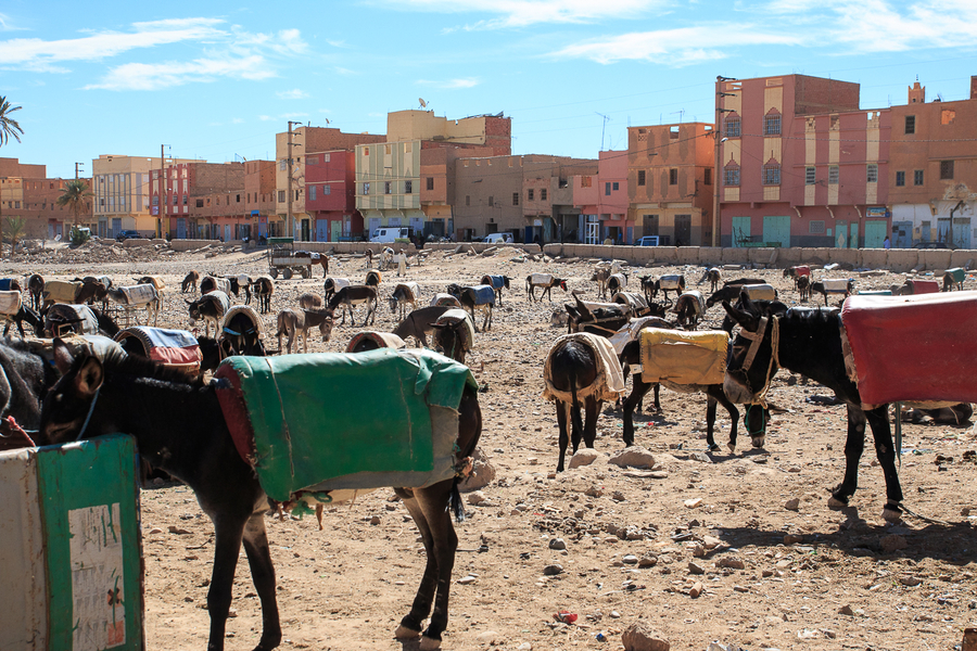 Burros en el mercado de Rissani en Marruecos Burros en el mercado de Rissani en Marruecos