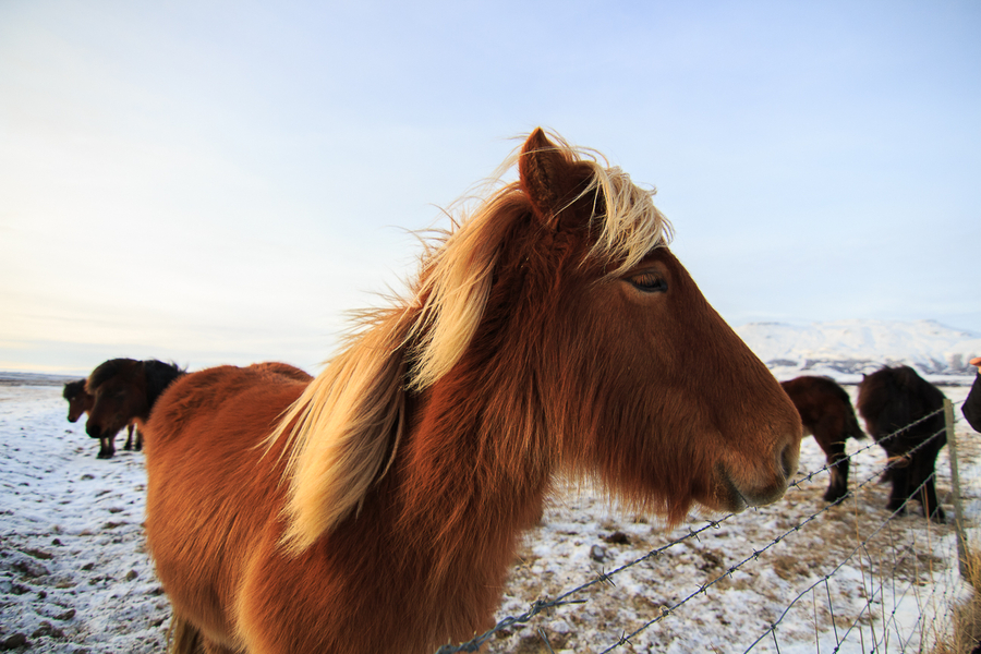 Caballo islandes en el circulo dorado de Islandia Caballo islandes en el circulo dorado de Islandia