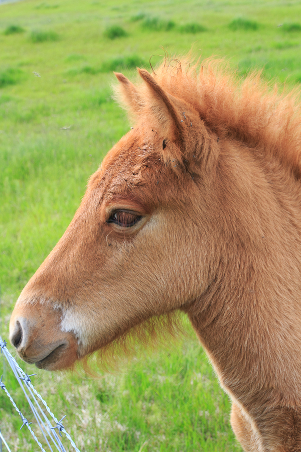 Caballos en el circulo dorado de Islandia Caballos en el circulo dorado de Islandia