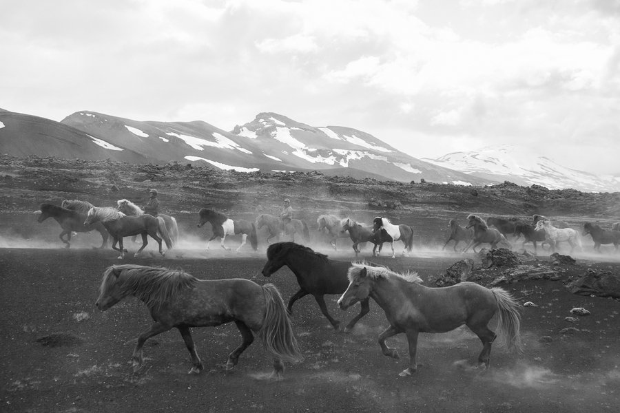 Caballos Salvajes en la excursión a Landmannalaugar