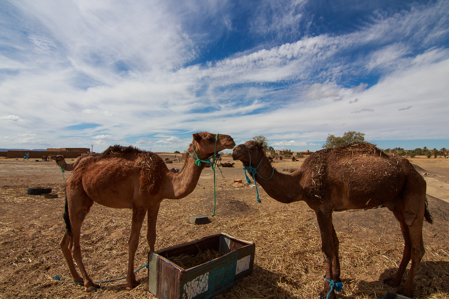 Camellos descansando Camellos descansando