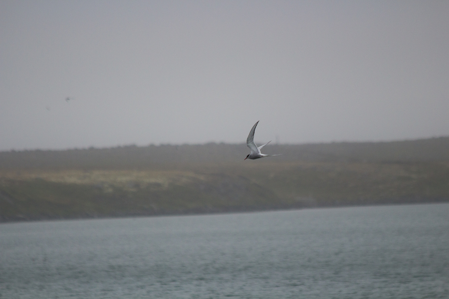 Charran artico volando