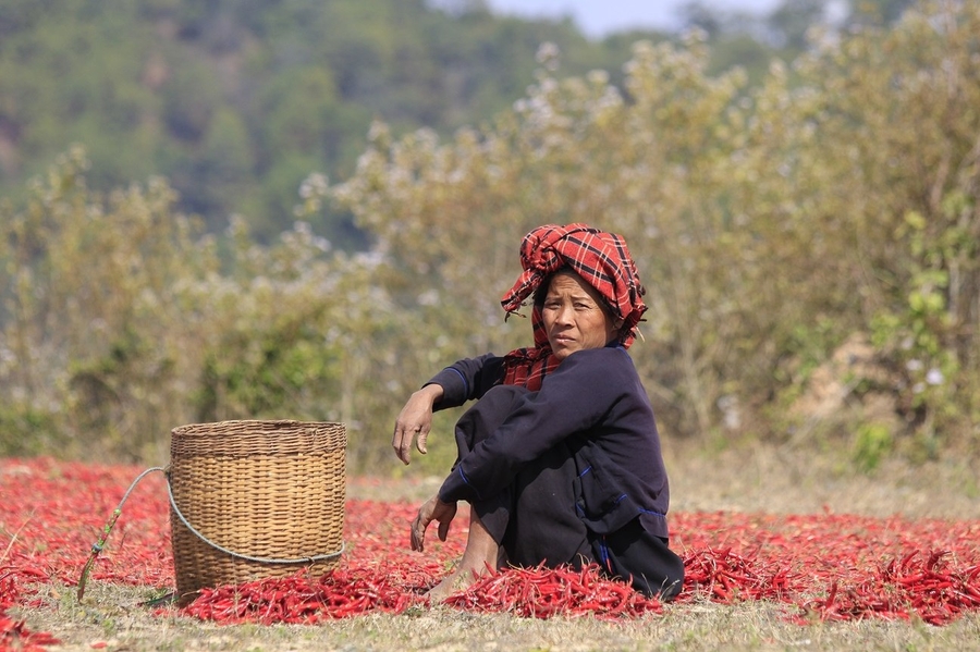 Chilli Myanmar