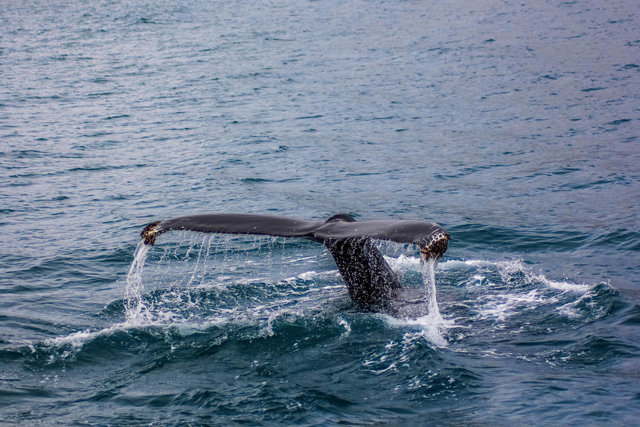 Tour desde Reikiavik para ver ballenas