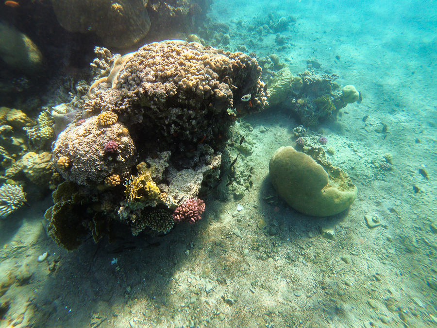 Coral en Mar Rojo Jordania
