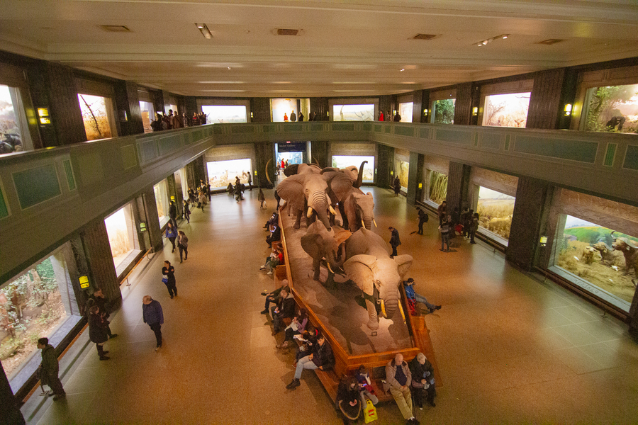 Cuanto cuesta visitar el museo de historia natural de Nueva York
