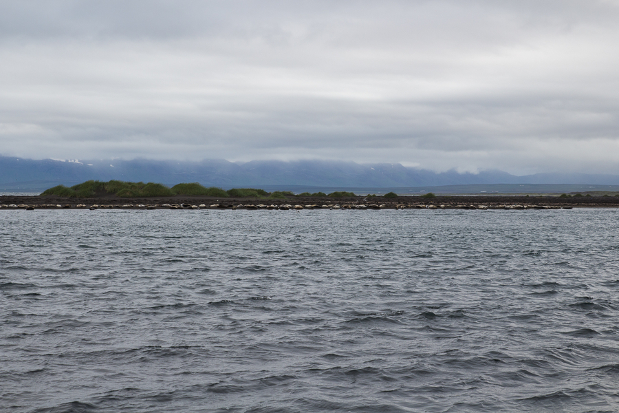 Decenas de focas en Islandia Decenas de focas en Islandia