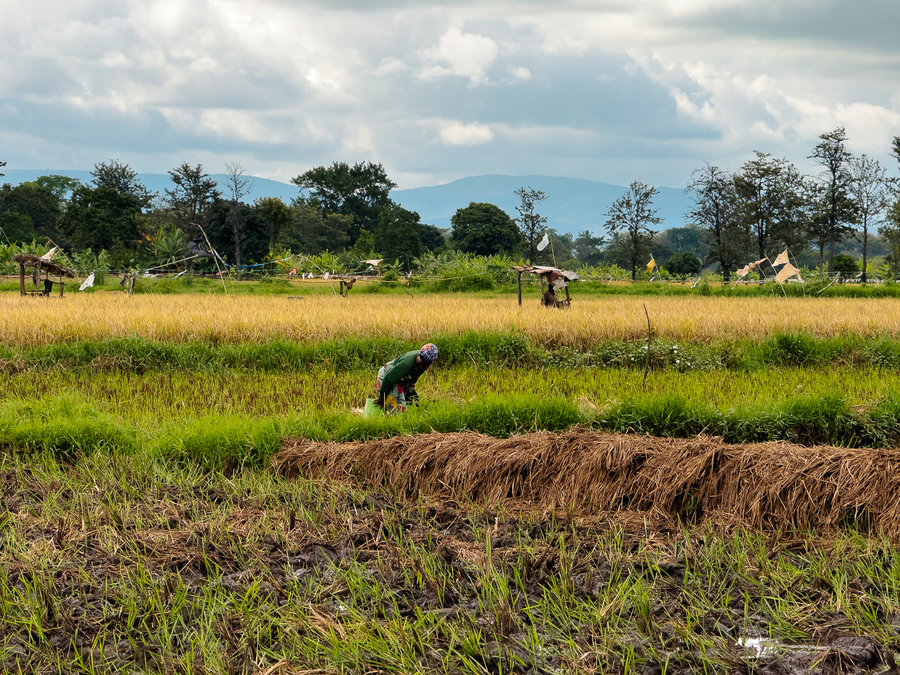 Donde ir en Tanzania en 7 dias plantaciones