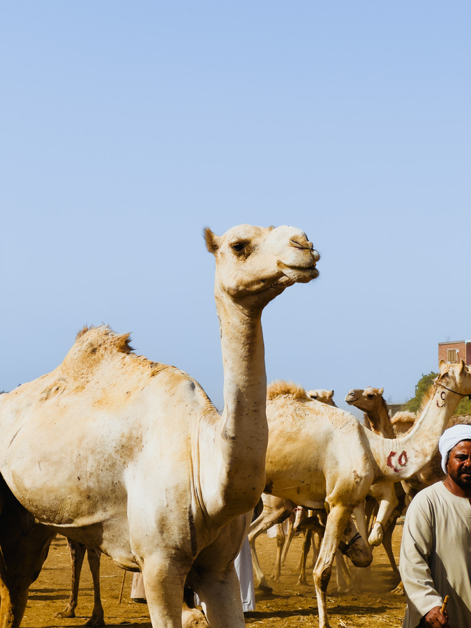 Egipto seguros de viaje