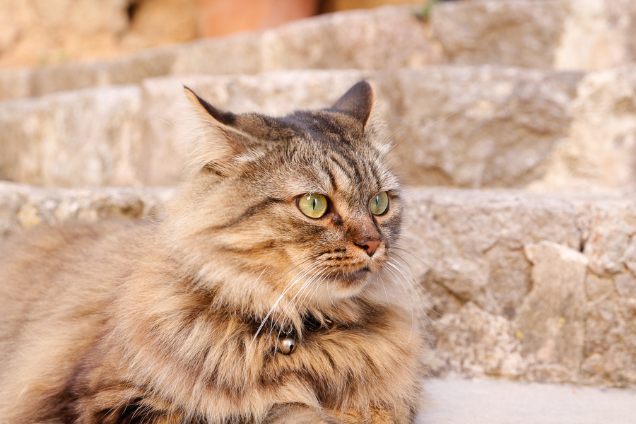 El gato fotogenico de Valldemossa en Mallorca El gato fotogenico de Valldemossa en Mallorca
