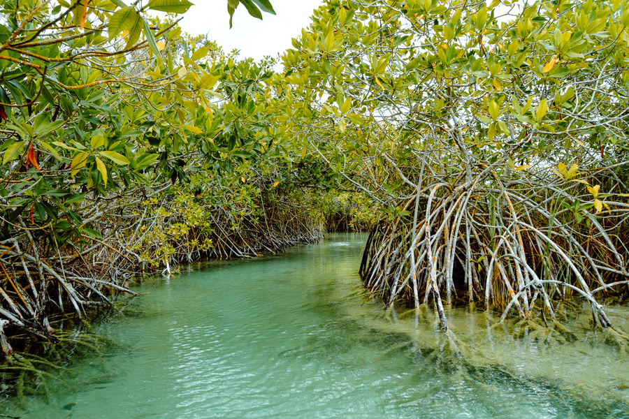 Excursion a la biosfera de Sian Ka'an