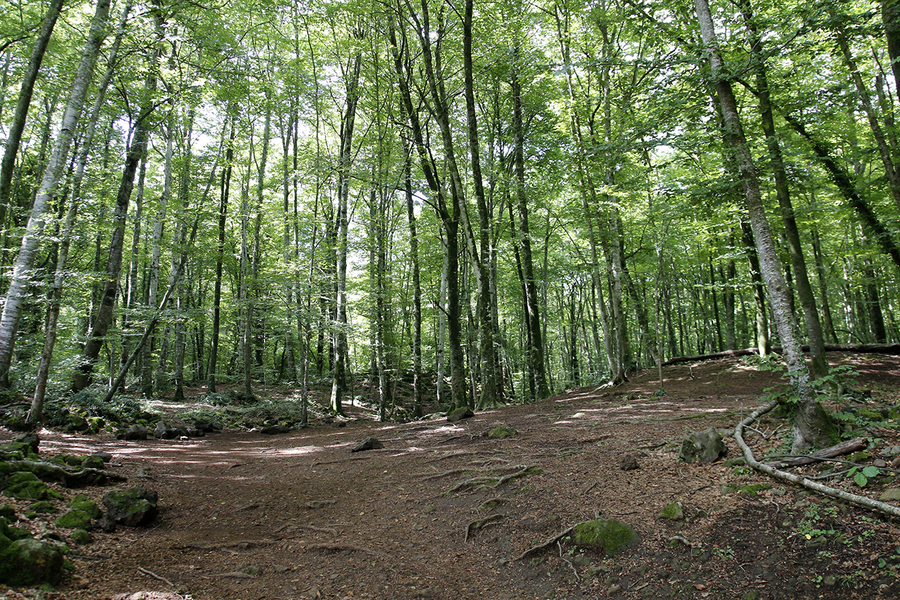 Fageda den Jorda Fageda den Jorda