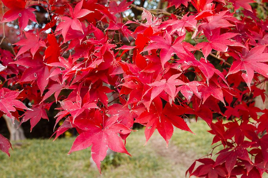 Rutas Por Jap n Detalladas Rutas Por Jap n Detalladas