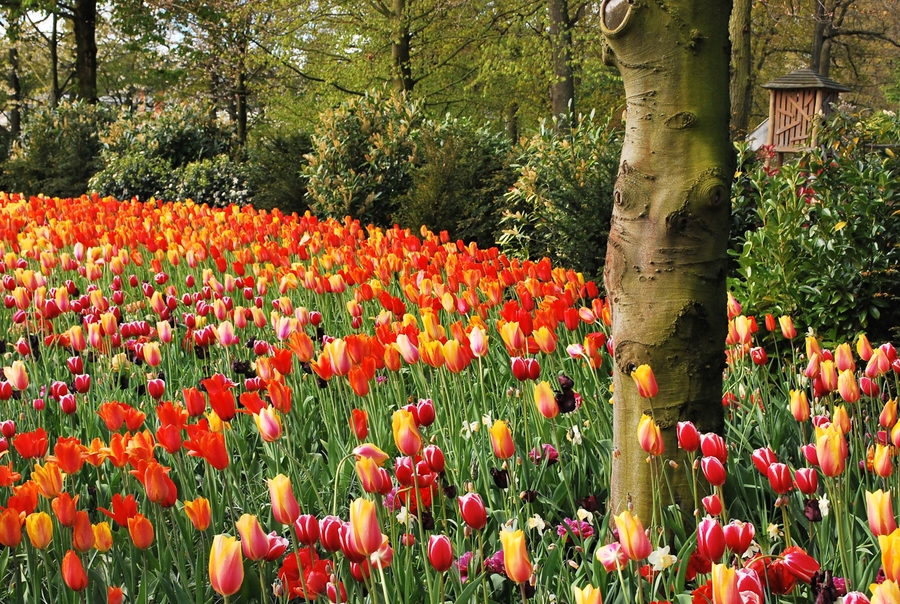 Keukenhof