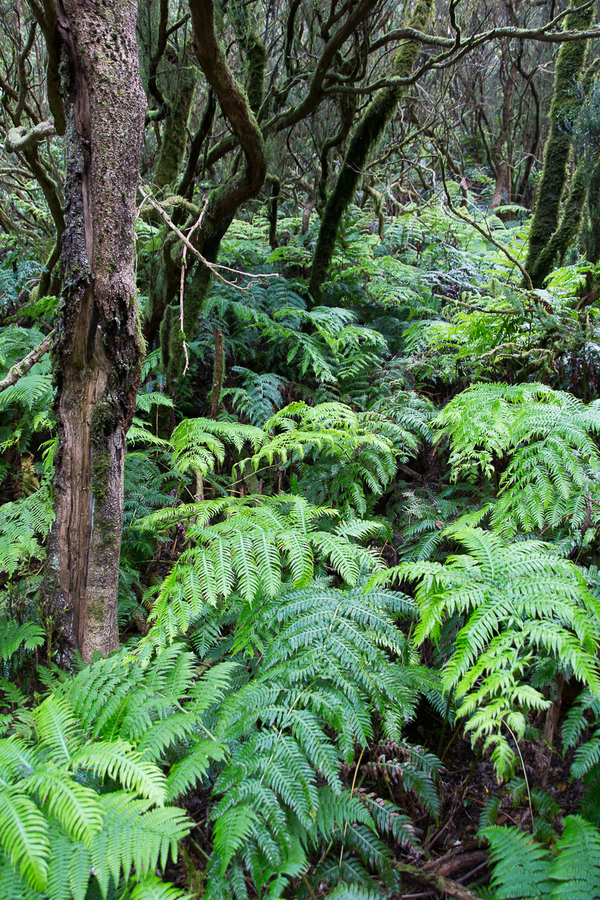 Laurisilva en Anaga Tenerife