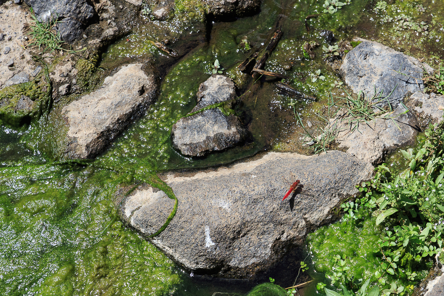 Libelula en parque rural del Teno