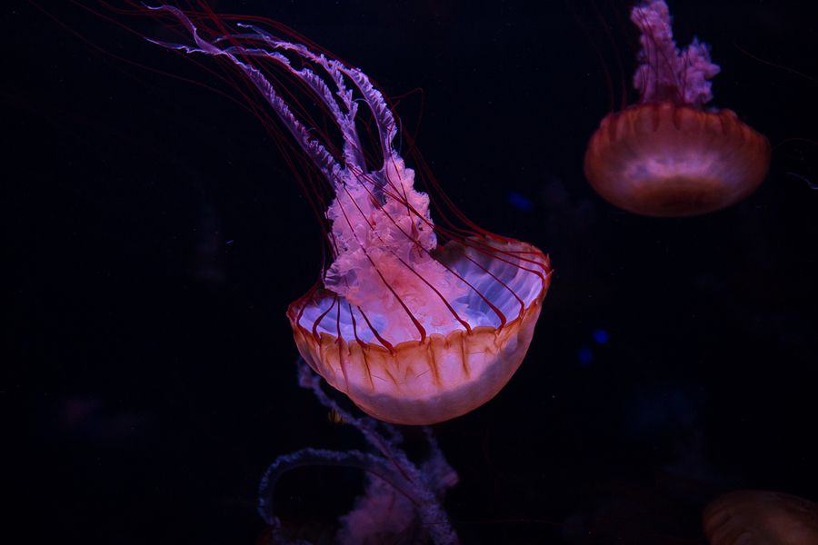 Medusa Aquarium Paris Medusa Aquarium Paris