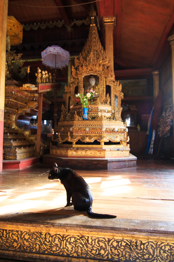 Monasterio de los gatos saltarines en el lago Inle Monasterio de los gatos saltarines en el lago Inle