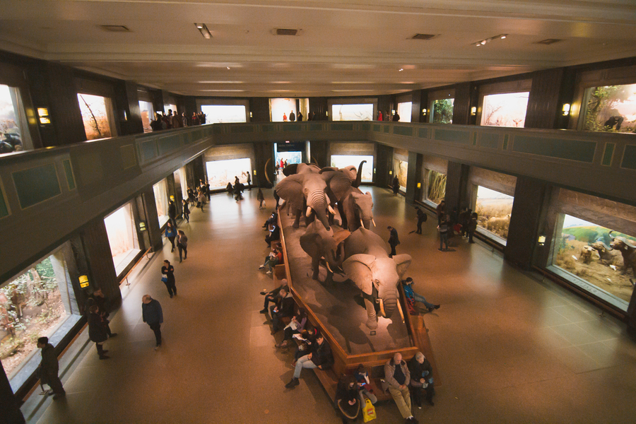 Museo de Historia Natural de Nueva York en Central Park