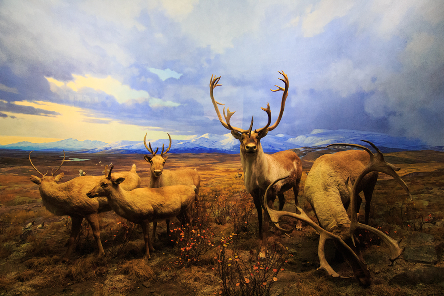 Museo de historia natural Nueva York