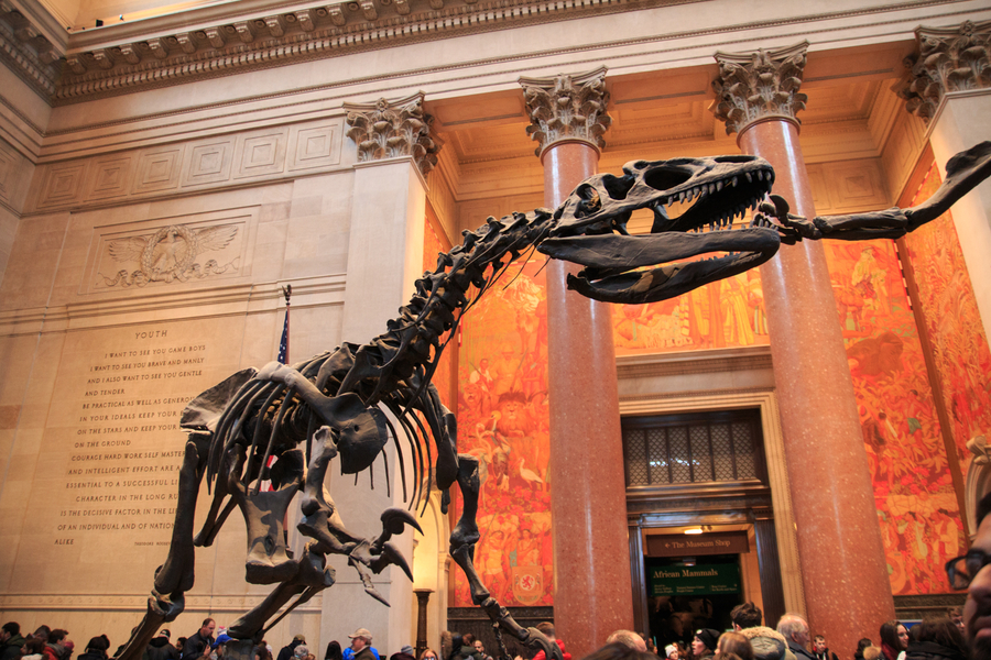 museo de historia natural Nueva York