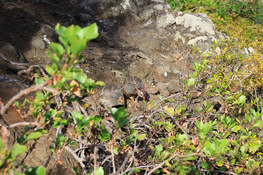 pajaros barranco de Masca