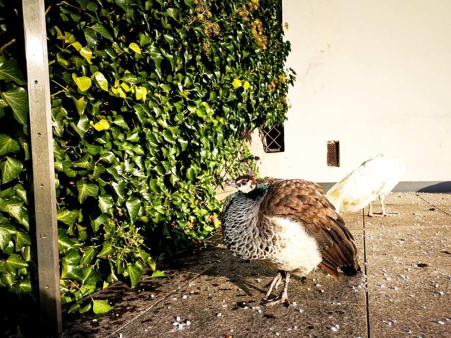 Pavo real en el palacio de Ambras