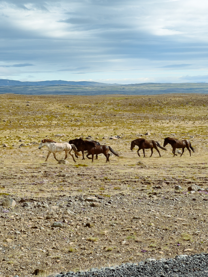 Planes con niÃ±os en Islandia ver caballos