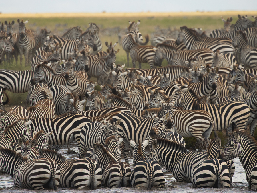 Precio safari en Tanzania