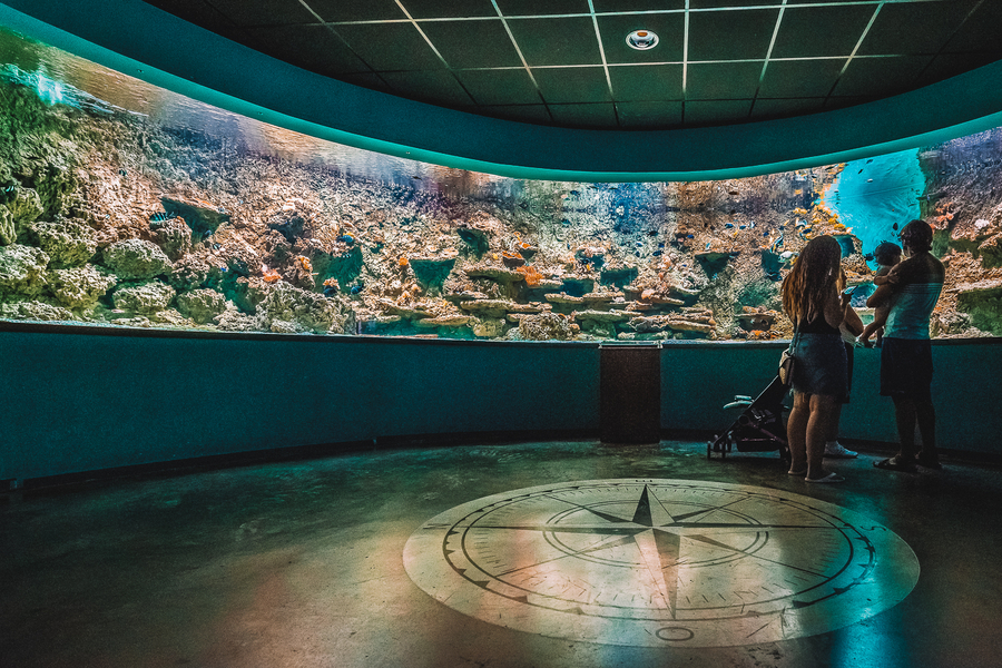 Que hacer en Sevilla con niños visitar acuario