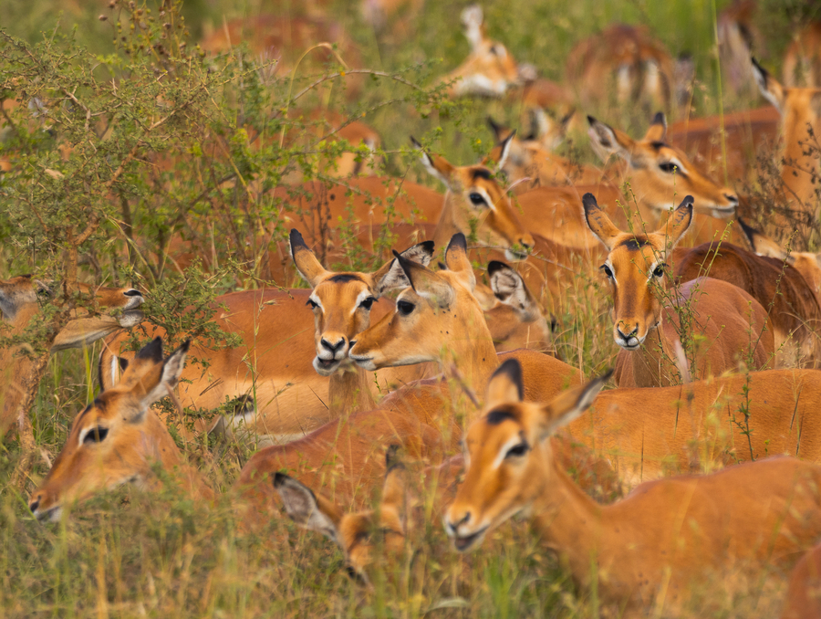 Que hacer en Tanzania 7 dias