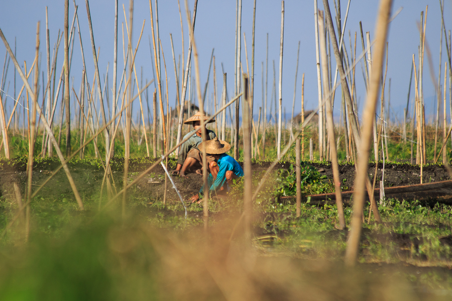 Que ver en el lago Inle - Cultivo flotante Que ver en el lago Inle - Cultivo flotante