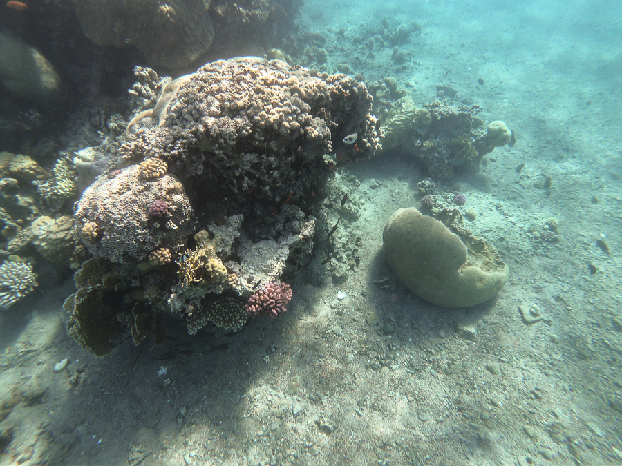 Que ver en Jordania Coral en el Mar Rojo Que ver en Jordania Coral en el Mar Rojo