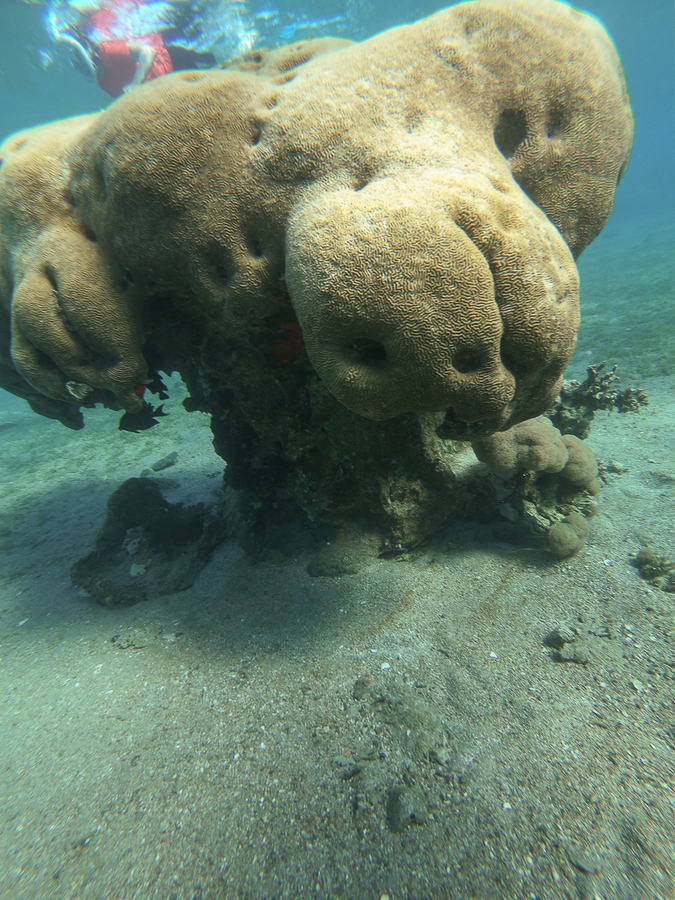 Que ver en Jordania Seta de coral Que ver en Jordania Seta de coral