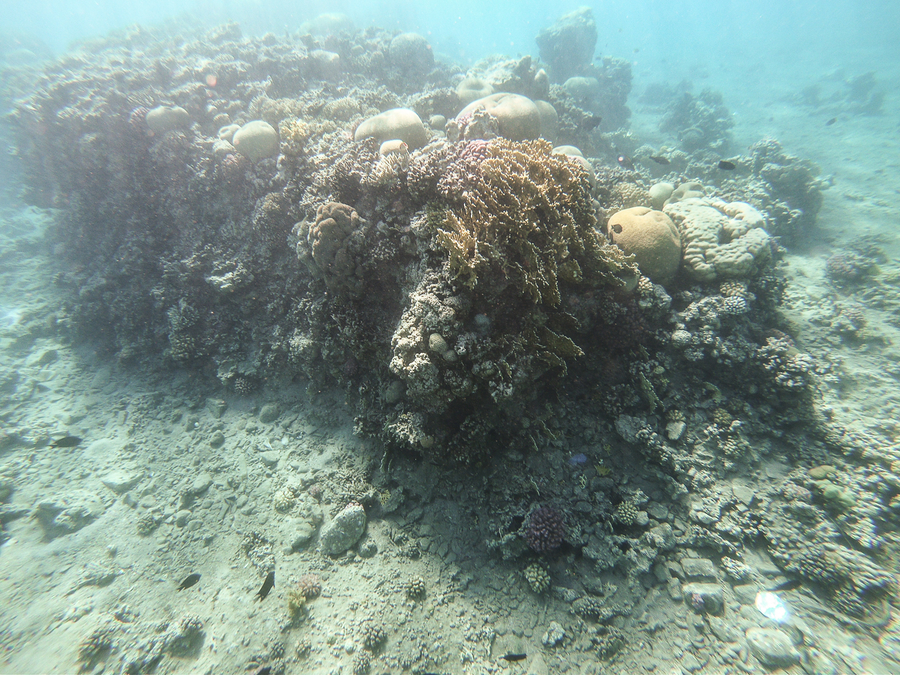 Que ver en Jordania Snorkel Mar Rojo Que ver en Jordania Snorkel Mar Rojo