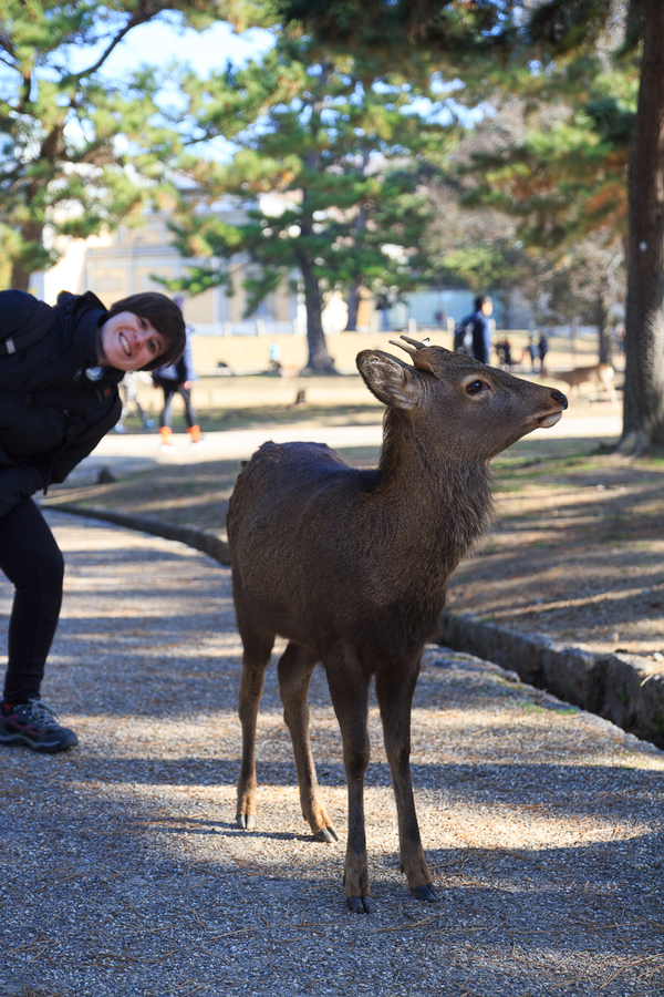 Que ver en Kioto excursion a Nara Que ver en Kioto excursion a Nara