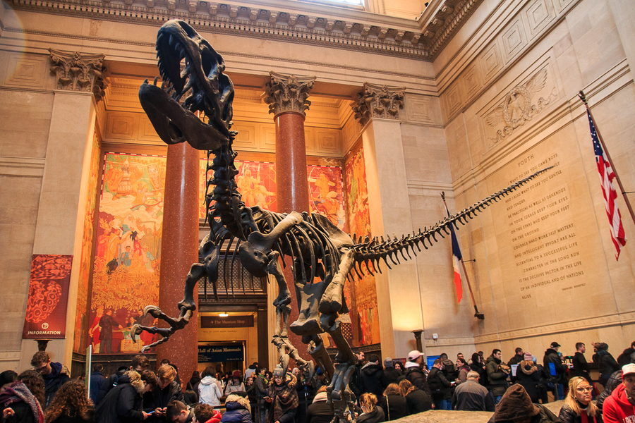 Que ver en Nueva York dinosaurios en el Museo de Historia Natural