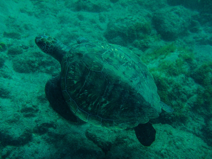 Que ver en Tenerife tortuga marina Que ver en Tenerife tortuga marina