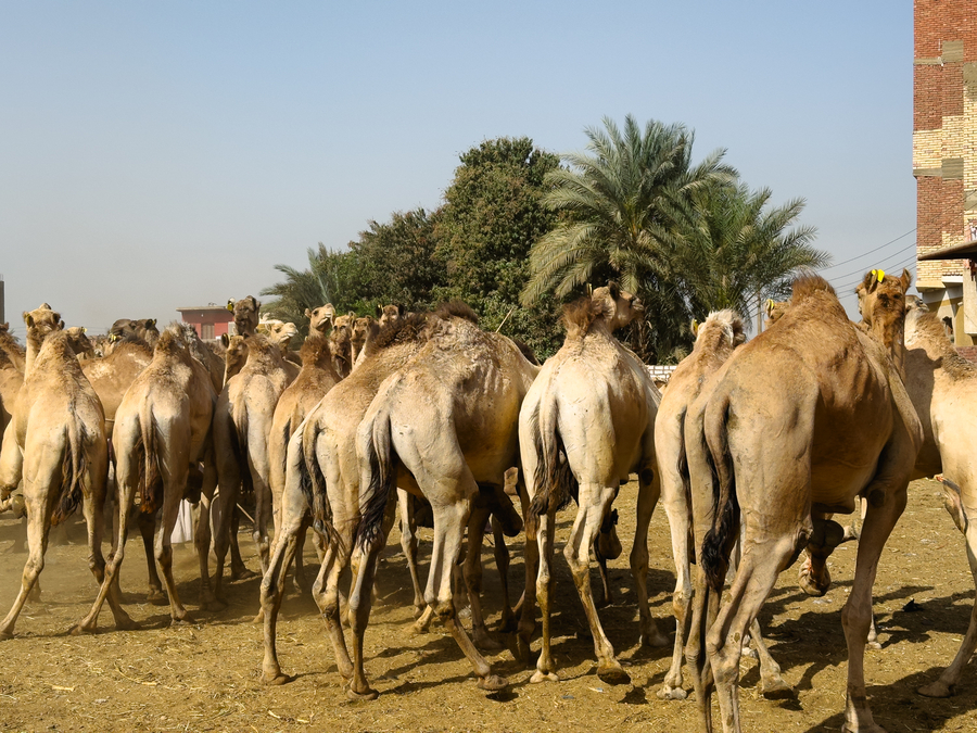 Que ver en Egipto, Daraw mercado de camellos