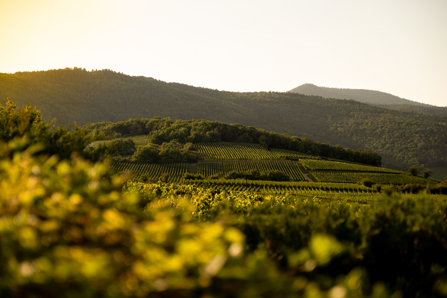 Ruta del vino alsacia