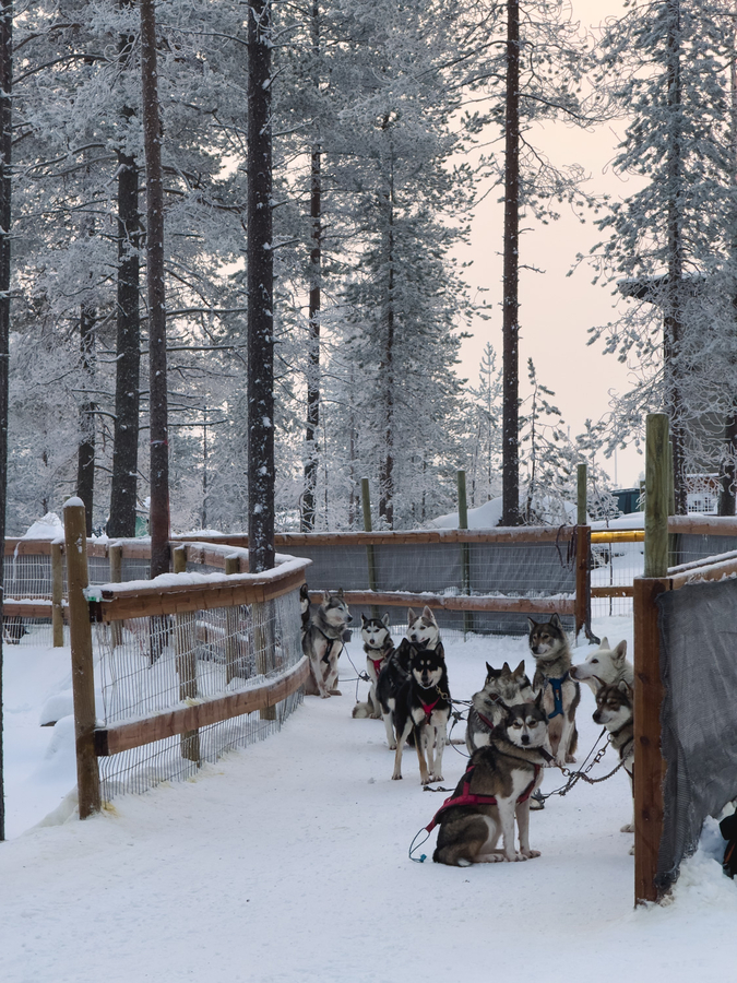Santa Claus Village huskies