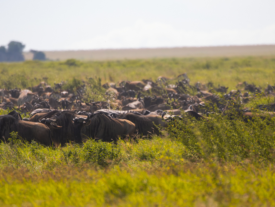 Seguro de viaje para safari en Tanzania