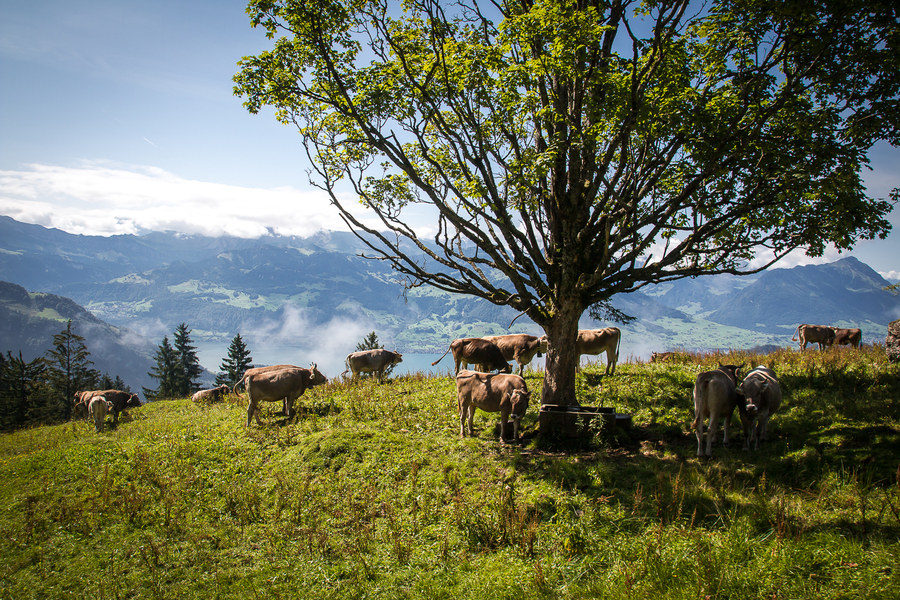 Vacas en el Monte Rigi