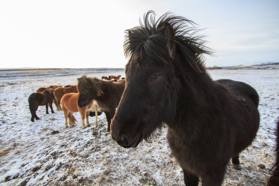 Viajar a Islandia - Caballos Viajar a Islandia - Caballos