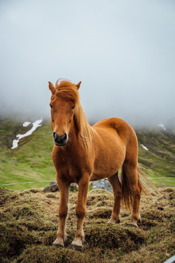 Viajar a Islandia en Verano Caballo