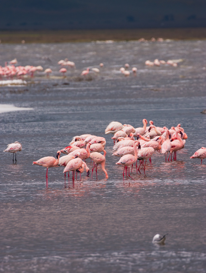 Visitar el crater del Ngorongoro
