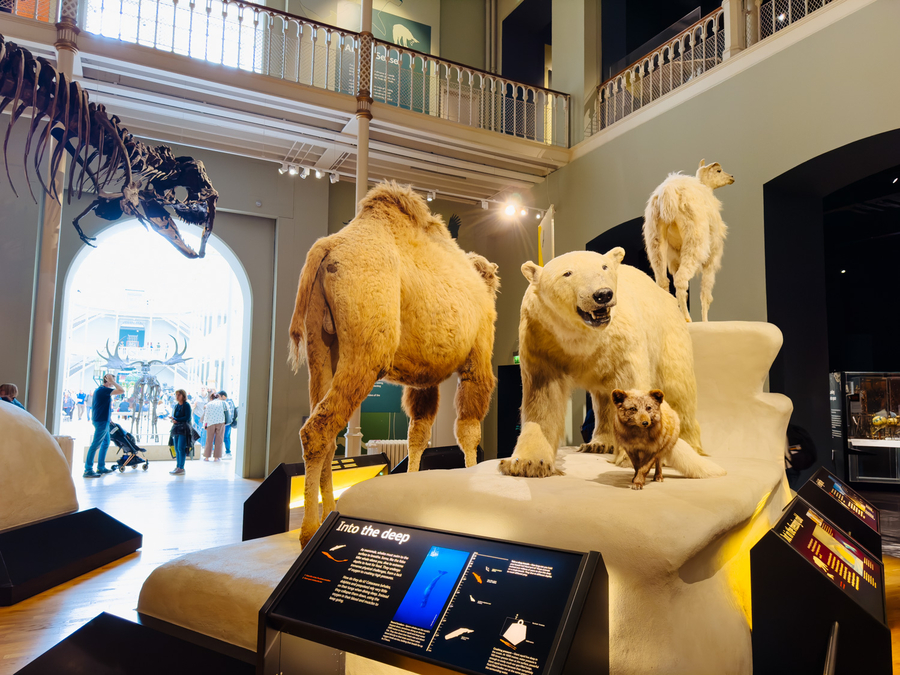 Visitar el Museo Nacional de Escocia