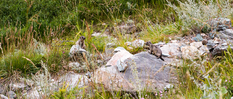 Que hacer en Zermatt ver marmotas